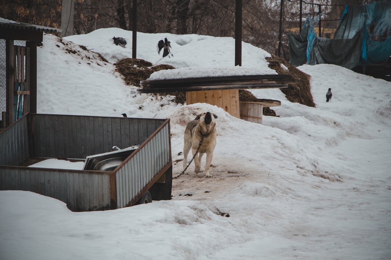 Город где снимали пса. Собака на улице. Город собак. Пёсели зимой. Собаки на улице в гаражах.