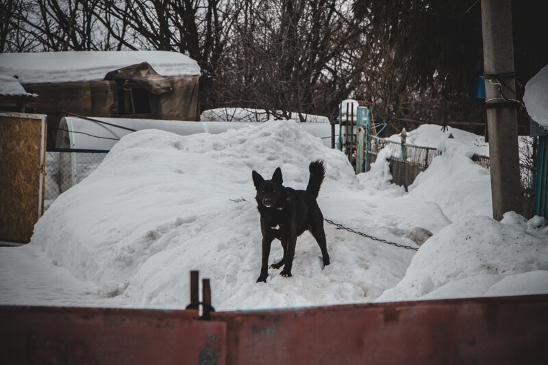 Собаки город александров. Собака в подворотне. Собаки из подворотни. Бердский зимерхульд собака. Пёсели зимой.