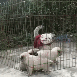 Гифки всякие