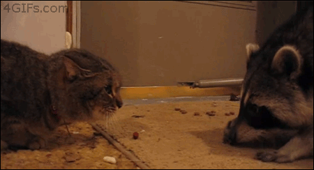 Гифки всякие