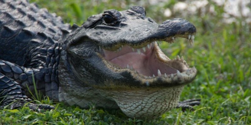 Схватка выдры и крокодила: кто кем пообедает?