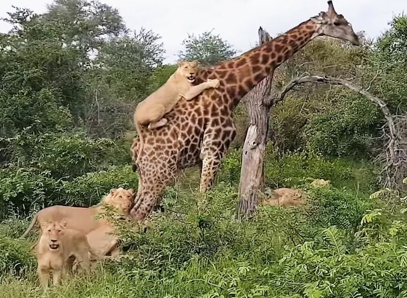 12. Жираф помогает уставшему льву добраться до дома
