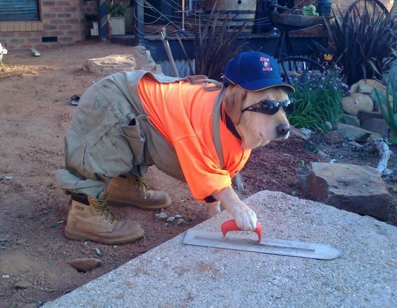 4. Собака-строитель