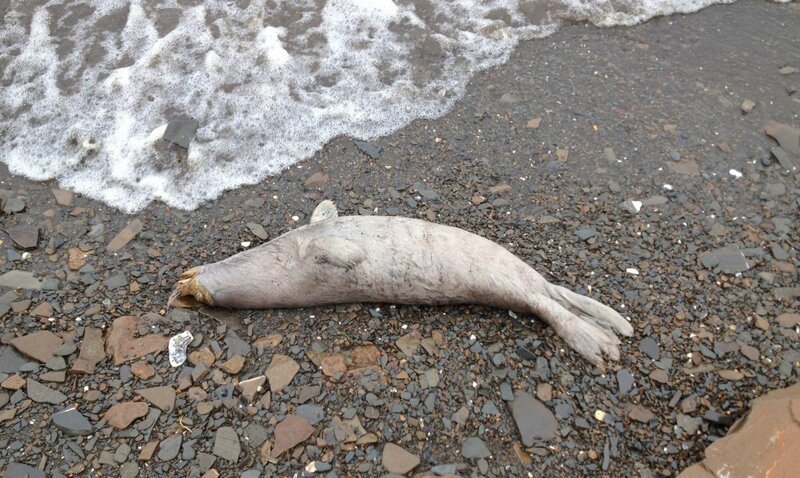 К побережью Аляски выбросило лысых мертвых тюленей