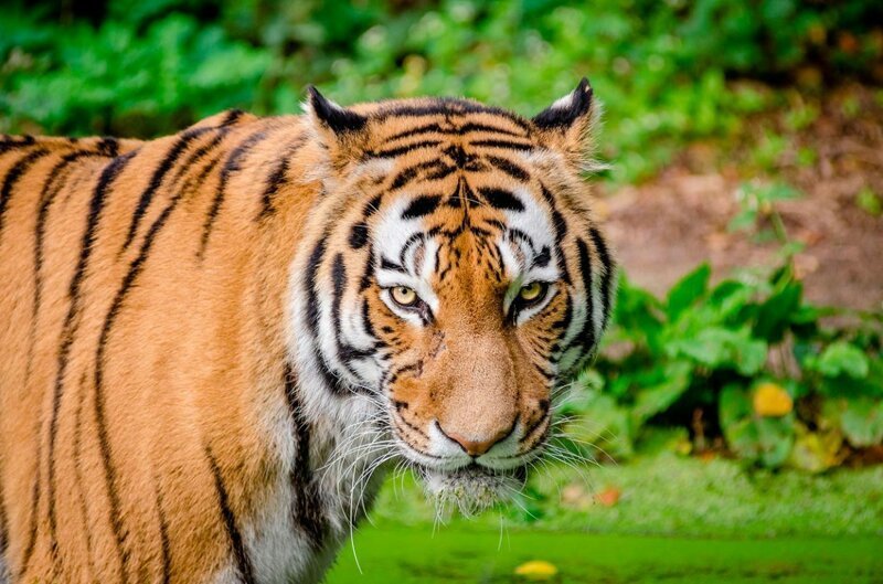 Почему тигр оранжевый, если жертвы всё равно видят его зелёным?