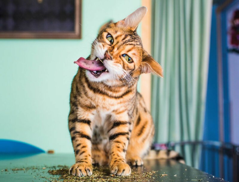 Как выглядят коты под воздействием кошачьей мяты: 15 забавных фотографий