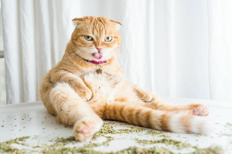 Как выглядят коты под воздействием кошачьей мяты: 15 забавных фотографий