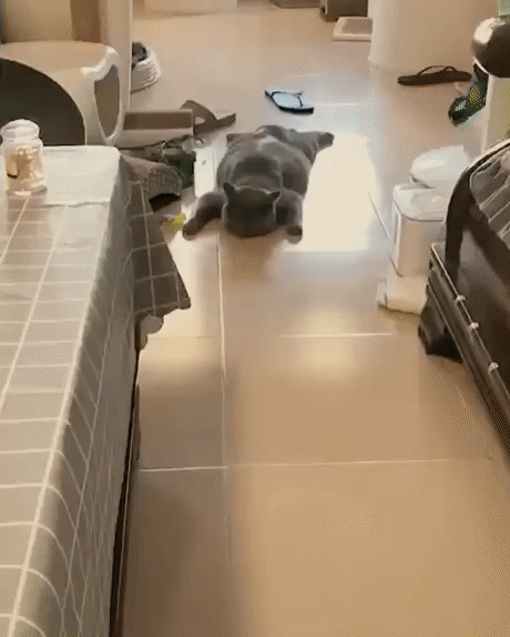 Коты - это жидкость