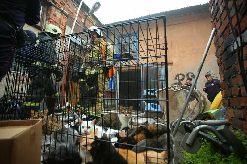 Питерские пожарные спасли 300 кошек и семь собак из горящего приюта