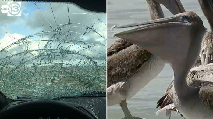 И, наконец, самая дикая вещь — в это раз лобовое стекло автомобиля внезапно встретилось с пеликаном