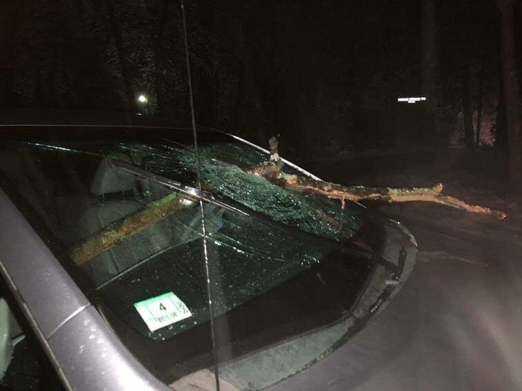 В городе Литлтон, США, внезапно упавшая ветка пробила лобовое стекло автомобиля