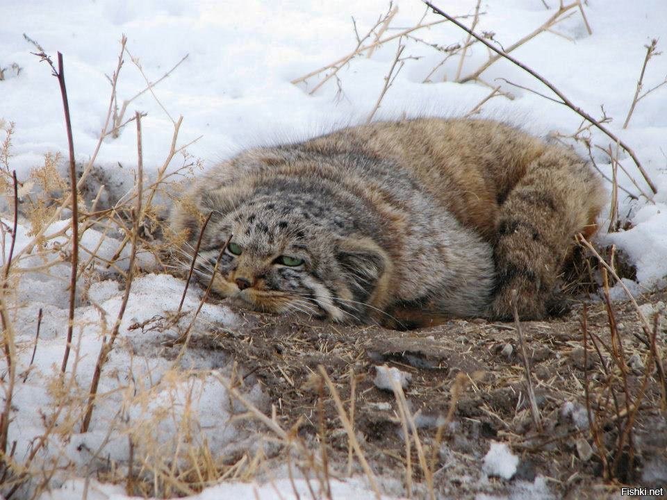 Фото Забайкальских Животных