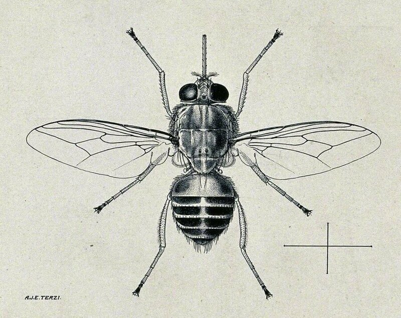 Чем опасна муха цеце?