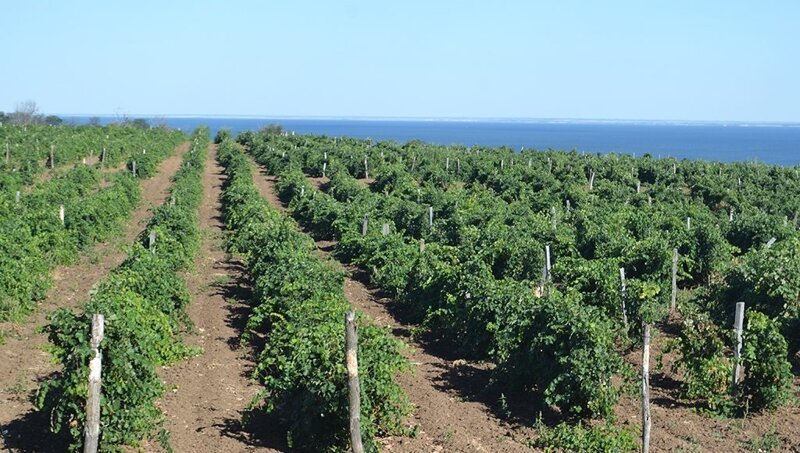 В Ростовской области заложили новые виноградники