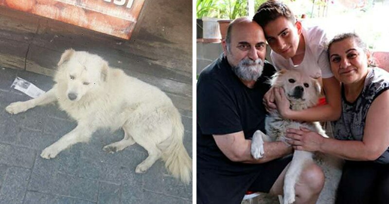 Семья встретила в другом городе своего пропавшего пса