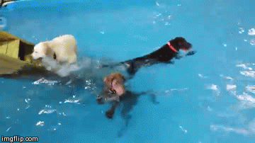 Летние гифки