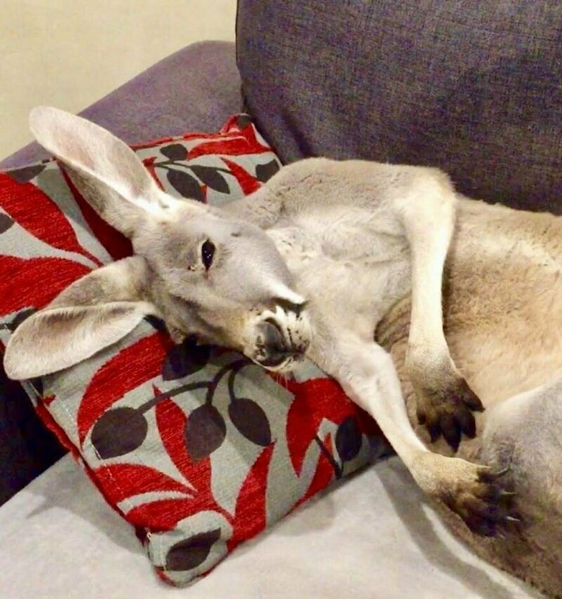 Лежебока Руфус: домашний кенгуру, который любит валяться на диване