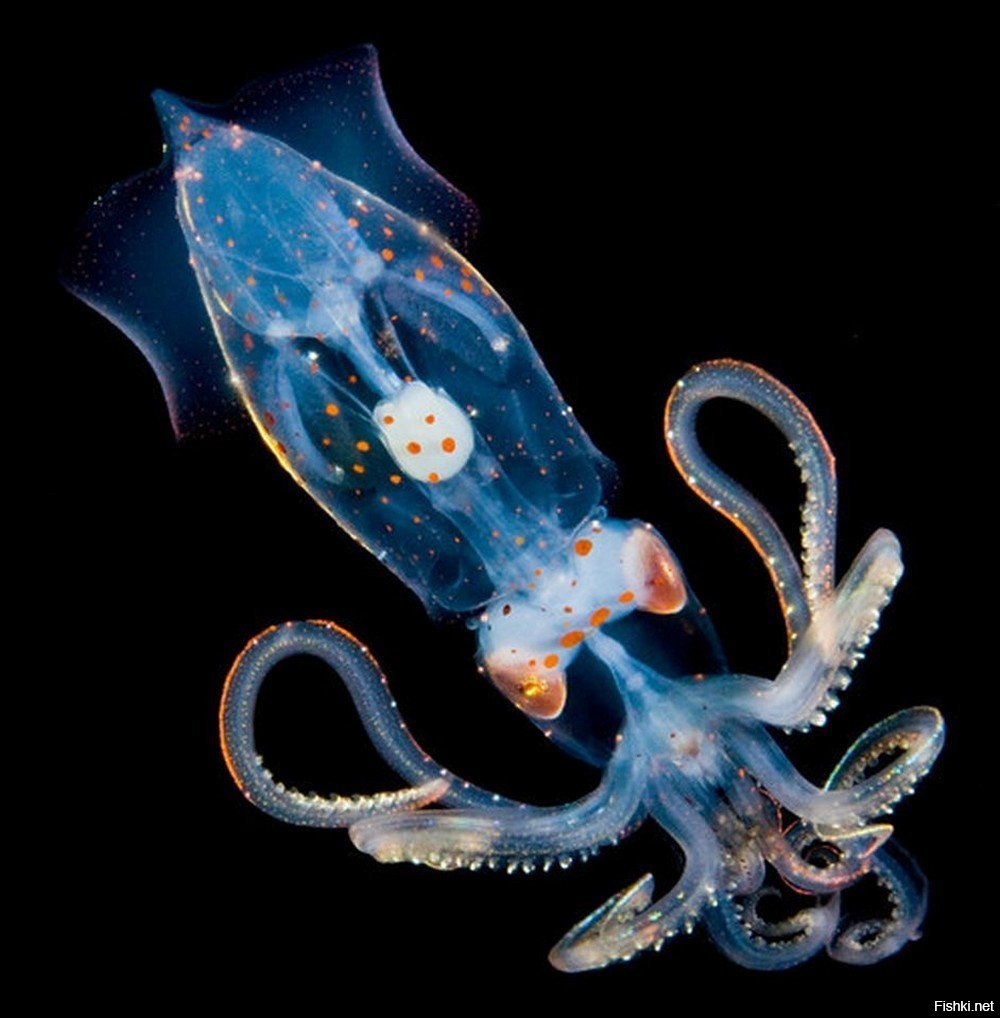 Кальмар морской