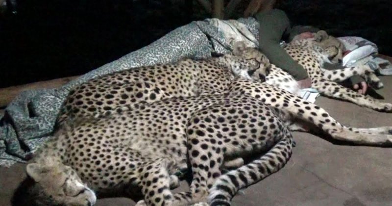 Мужчина спит с гепардами, как с обычными котиками