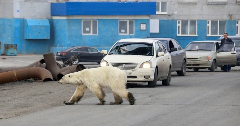 Вечером 16 июня в пригороде Норильска появилась белая медведица