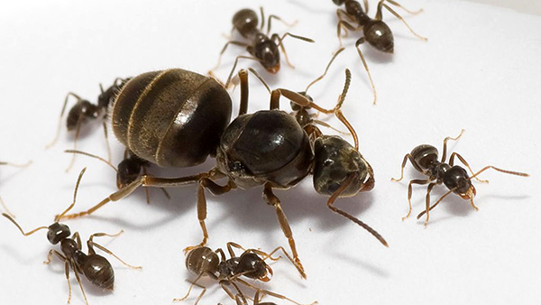 6 способов избавления от муравьёв в квартире
