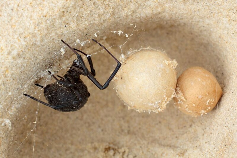 Ядовитые пауки каракурты нападают на жителей Поволжья