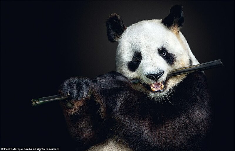 Портрет большой панды в интерьере