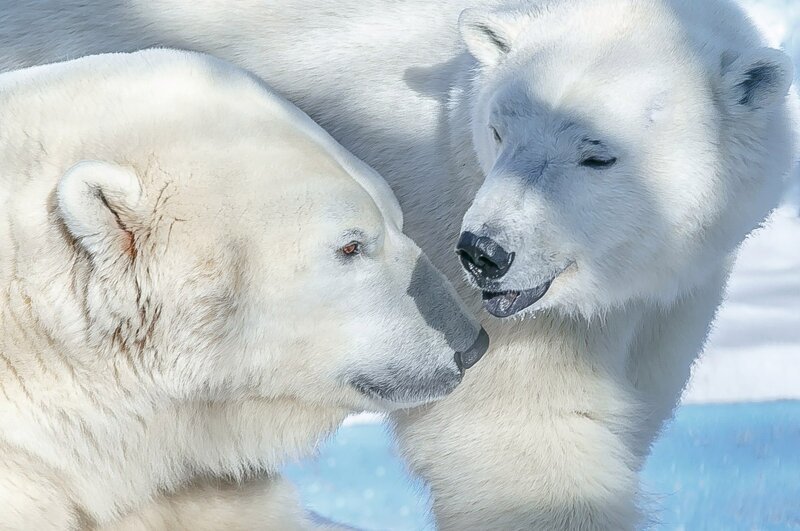 Феликс и Аврора, белые медведи уже живущие в "Роевом ручье" Красноярска