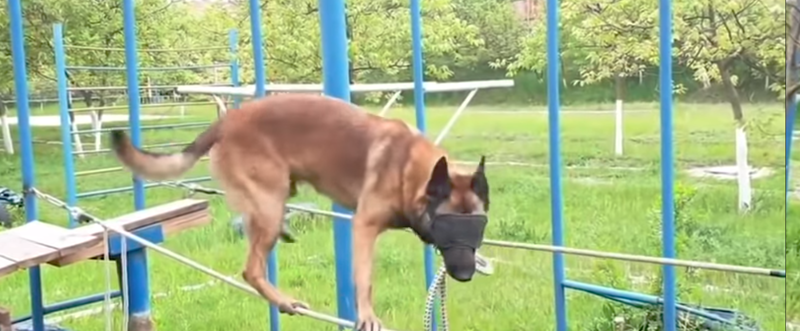 Полицейский пес прошел по натянутым веревкам с закрытыми глазами