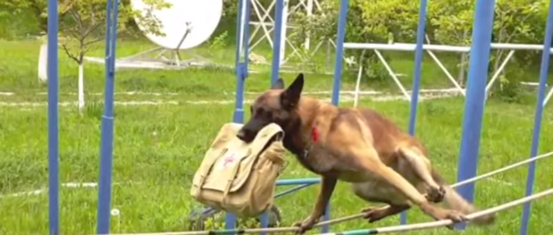Полицейский пес прошел по натянутым веревкам с закрытыми глазами