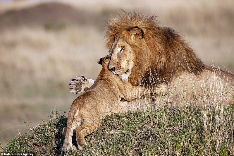 "Мне особенно нравится момент, когда Лев нежно обнимает детеныша. Контраст между его грубой силой и мягкостью, огромный размер его лапы, нежно обнимающей маленького львенка"