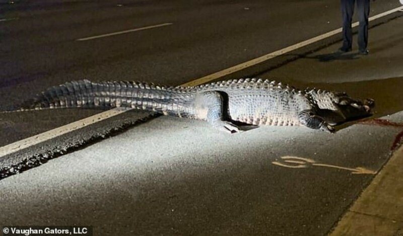 Гигантский аллигатор на трассе стал причиной ДТП