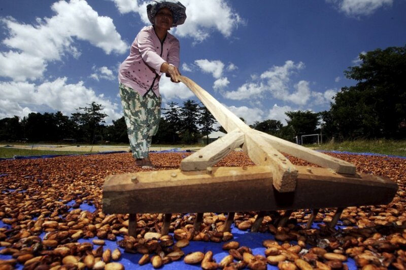 Какао на плантации в Южной Сулавеси