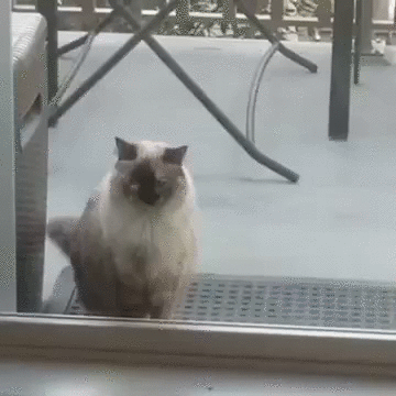 Возвращение блудного кота