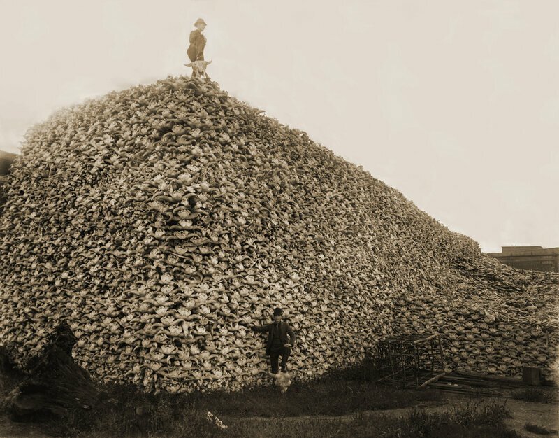 Гора из черепов бизонов, 1870-е: