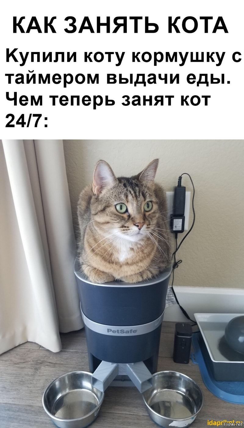 Кошки юмор