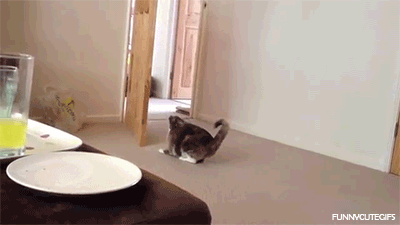 Кошачьи гифки