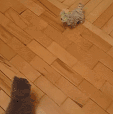 Кошачьи гифки