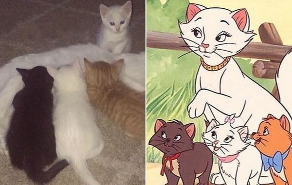 Кошка по кличке Герцогиня недавно родила всех персонажей из мультфильма «Коты Аристократы»