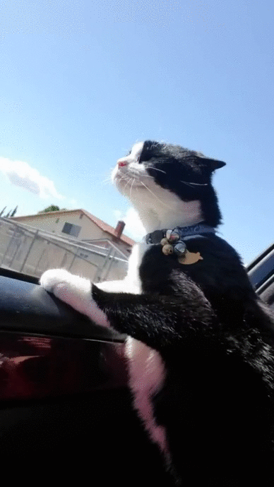 Подборка автомобильных гифок