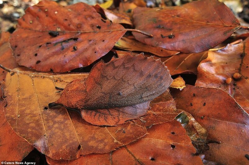 Этот вид мотыльков-коконопрядов маскируется под опавшие листья (Швейцария). Как правило, эти мотыльки не имеют рта и не могут питаться. Живут лишь несколько дней, но за это время им нужно найти партнера для размножения, спрятавшись от хищников