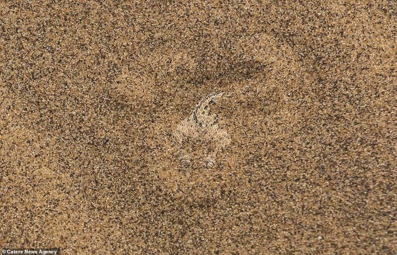 Карликовая африканская гадюка маскируется в песке пустыни где-то в Намибии или на юге Анголы. Тоже засадный хищник и прячется под песком, а все что над поверхностью - покрыто натуральным камуфляжем