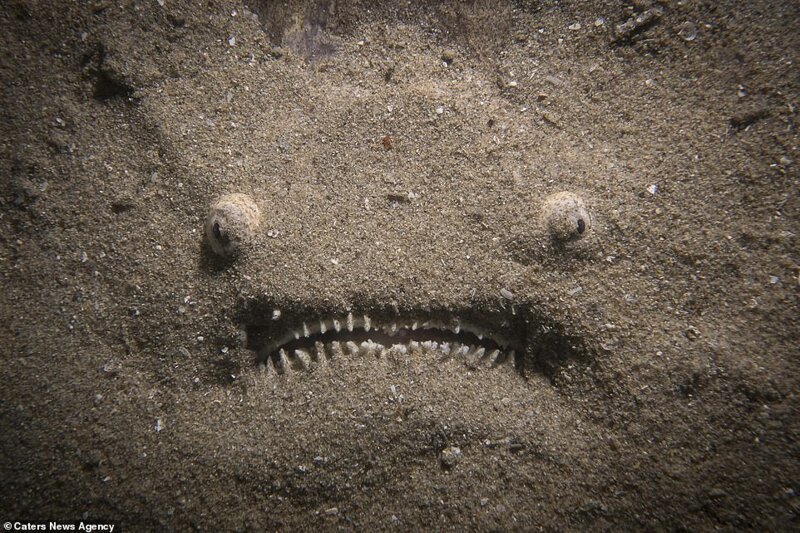 Рыба-звездочет на морском дне (Австралия). У этой рыбы темно-коричневая окраска, что помогает им быть незаметными, но для верности они еще по макушку зарываются в песок. На поверхности остаются лишь два зорких глаза, высматривающих добычу