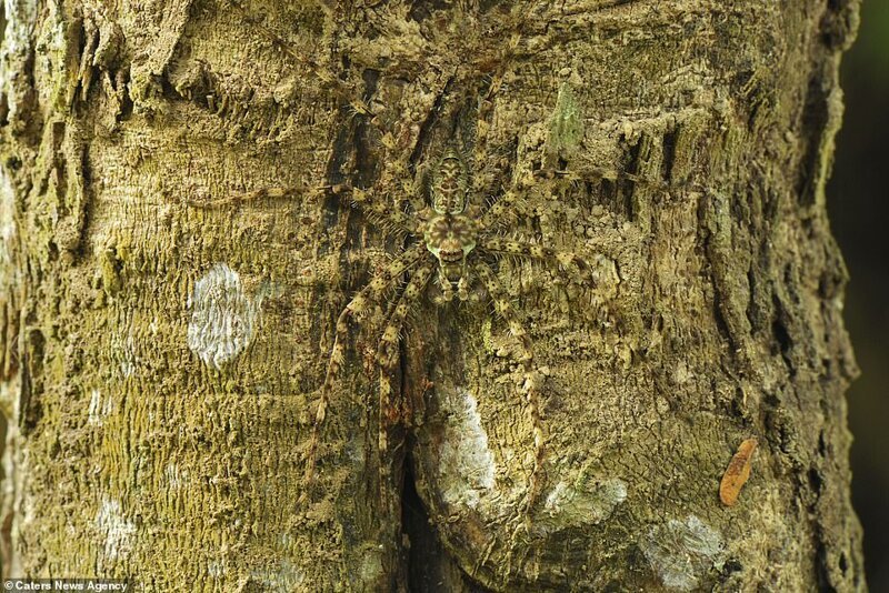 Лишайниковый паук - маскируется под кору дерева. Может менять цвет и рисунок во время линьки. Охотится из засады. Этот вид встречается в Австралии, Папуа-Новой Гвинее и Индонезии