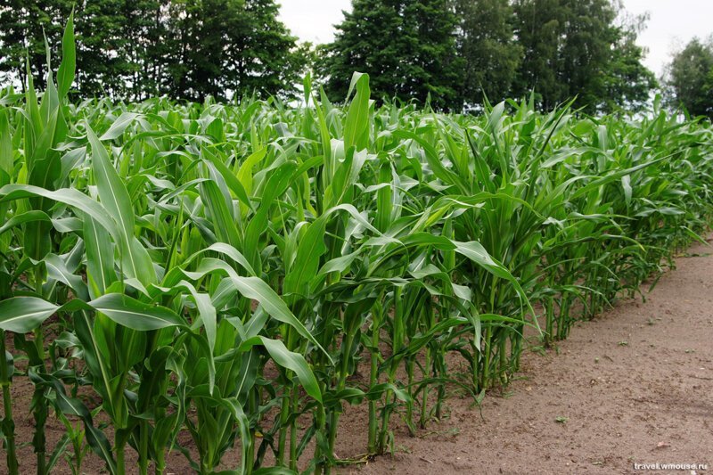 В Адыгее запущены оросительные системы для кукурузных полей и рисовых чеков