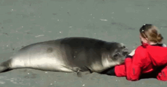 Мы в ответе за тех, кого приручили