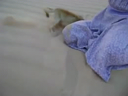 Мы в ответе за тех, кого приручили