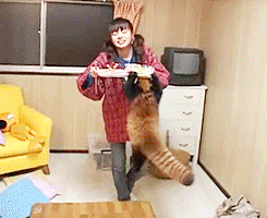 Мы в ответе за тех, кого приручили