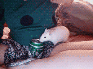 Мы в ответе за тех, кого приручили