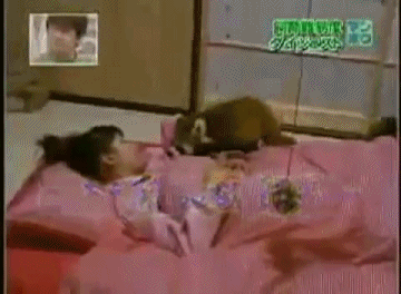 Мы в ответе за тех, кого приручили